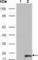 GSTP1 Antibody