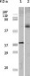 ELK1 Antibody