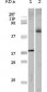 ELK1 Antibody