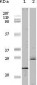 4E-BP1 Antibody