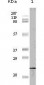 4E-BP1 Antibody