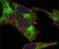 INHA (Inhibin alpha) Antibody