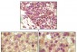 INHA (Inhibin alpha) Antibody