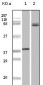 BRAF Antibody