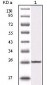 IKBKB Antibody