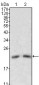 ApoM Antibody