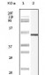 Vimentin Antibody