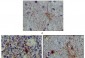 S100A1 Antibody