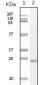 S100A1 Antibody