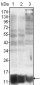 S100A10/P11 Antibody