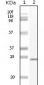 C-Kit Antibody