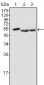 PTK6 Antibody