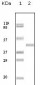 ABL2 Antibody