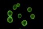 CD34 Antibody