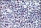 CD34 Antibody