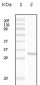 CD34 Antibody