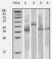 Thioredoxin (TRX) Antibody