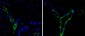 CD31 Antibody