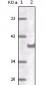 CD31 Antibody