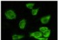 GSK3 alpha Antibody