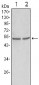 GSK3 alpha Antibody