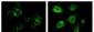 TYRO3 Antibody