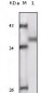 RSK1 Antibody