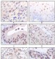 MYST1 Antibody