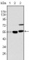 MYST1 Antibody