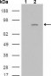 FGFR4 Antibody