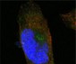 SORL1 Antibody