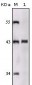 SORL1 Antibody