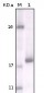 DDR2 Antibody