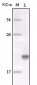 MER Antibody