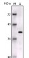 S100B Antibody