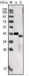 SORL1 Antibody