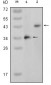 MAPK11 Antibody