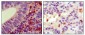 HCK Antibody
