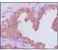 PSA (KLK3) Antibody