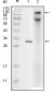 IKBKE Antibody