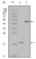 Survivin Antibody