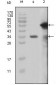 MLL Antibody