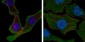 Calreticulin Antibody