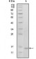 EhpB6 Antibody