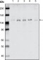 EhpB1 Antibody