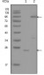 YES1 Antibody