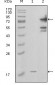 PBEF1 Antibody