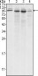 Calnexin Antibody