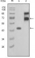 FBLN2 Antibody