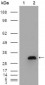 APOA1 Antibody